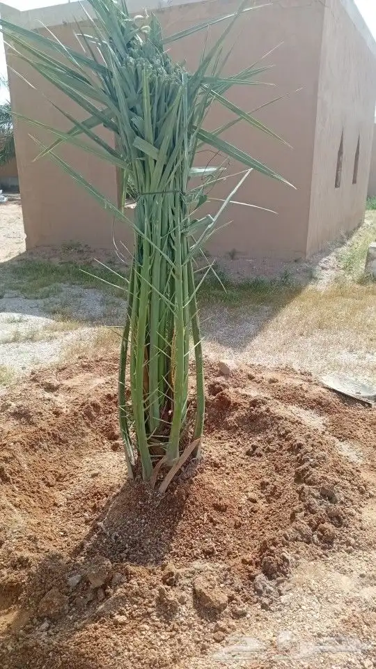 يوجد الدنيا جميع أنواع النخيل 4