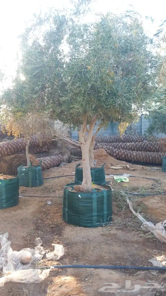 يجد لدينا زتون 3