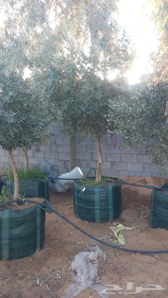 يجد لدينا زتون 1