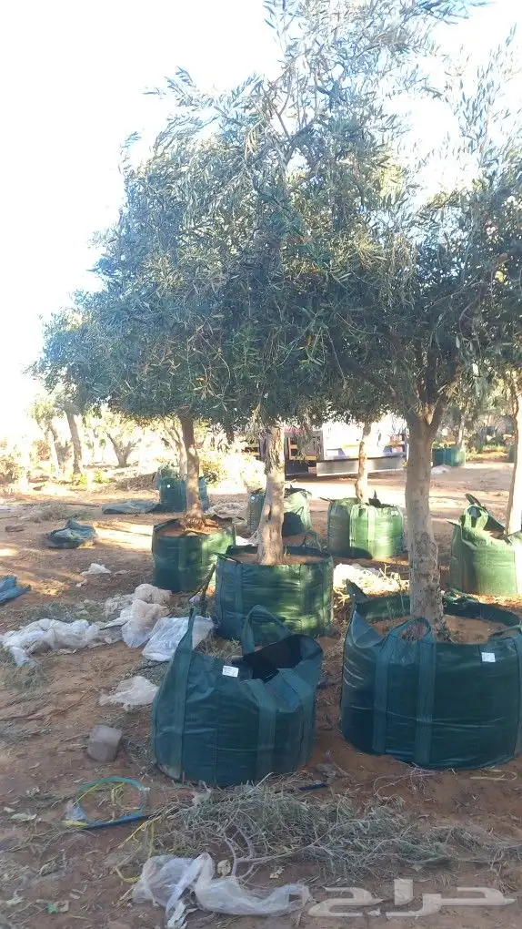 يجد لدينا زتون 2