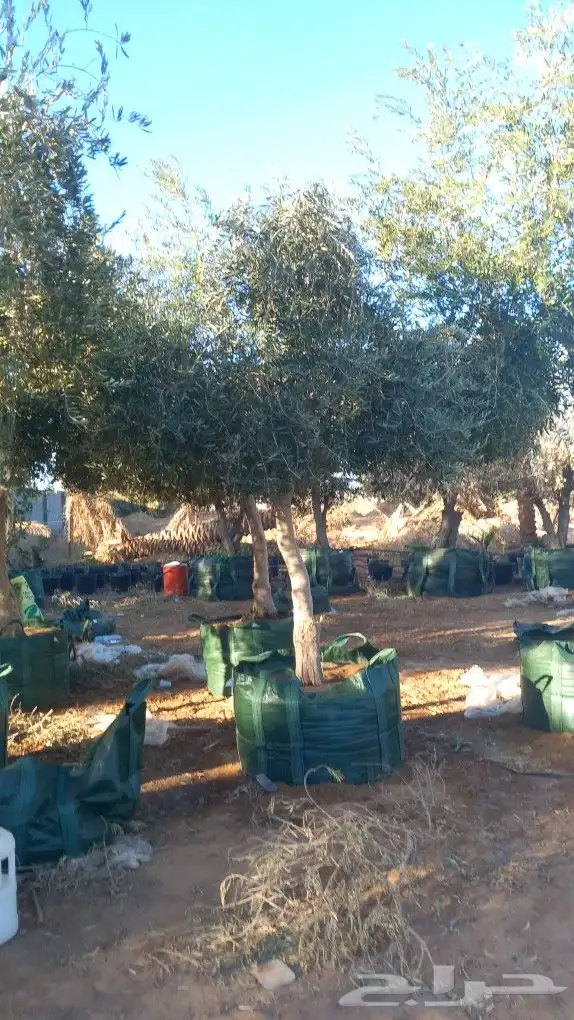 يجد لدينا زتون 4