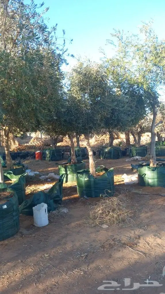 يجد لدينا زتون 0