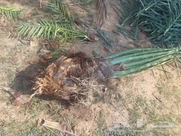 سلام عليكم يوجد لدينا جميع انواع انخيل المثمر وزينه 0