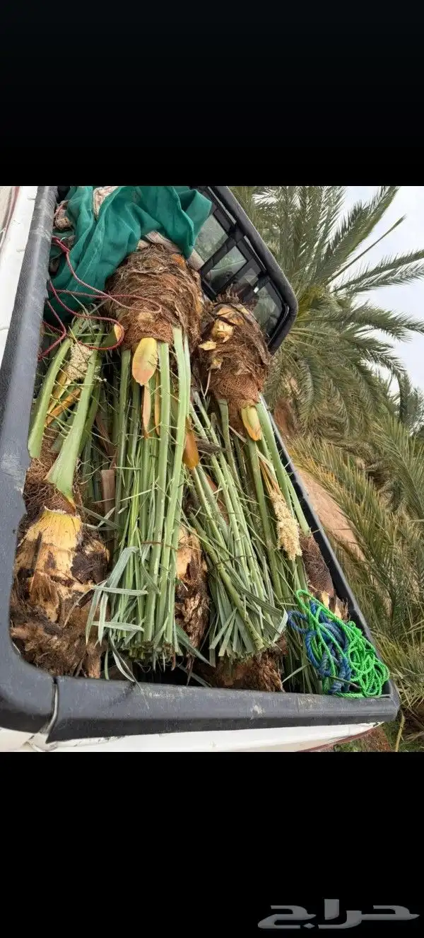 نخل عربي مثمر للبيع 3