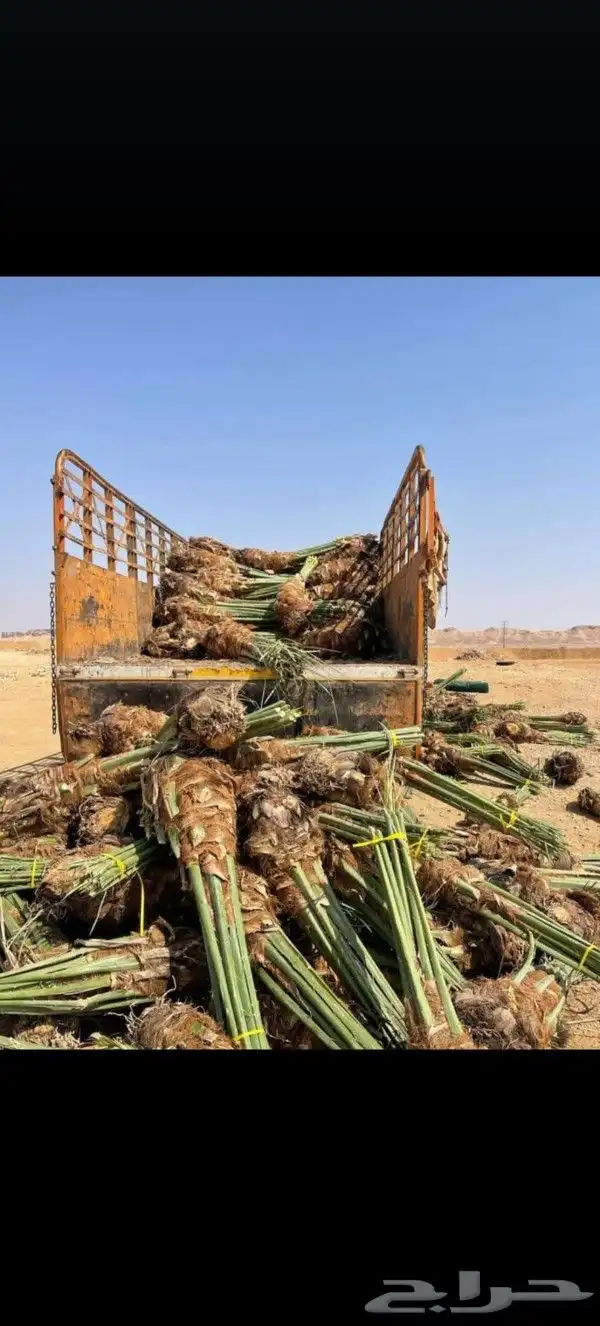 نخل عربي مثمر للبيع 1