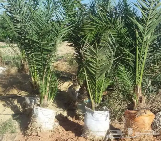 نخل مثمر نوع خلاص و مشكلات للبيع 4