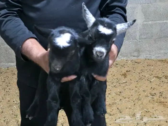 ماعز قزمي او قزم مستويات جميله وألوان مميزة حجم صغير جدا 5