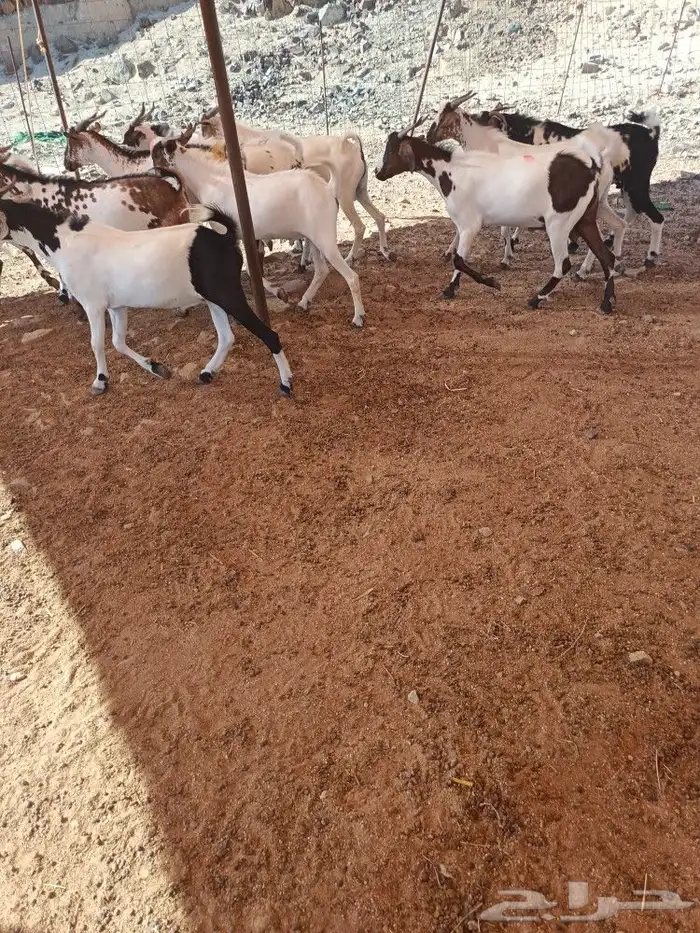 تيوس يمنيه 0