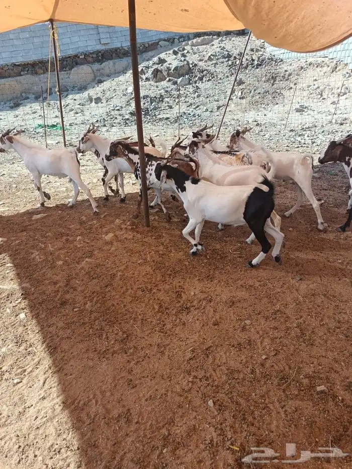 تيوس يمنيه 1