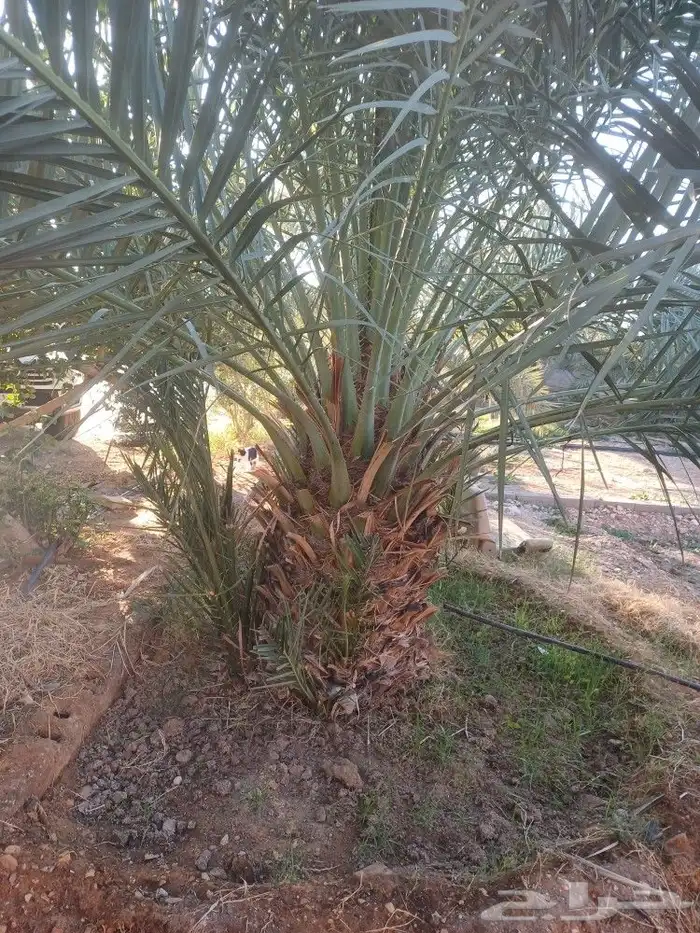 نخيل للبيع 4