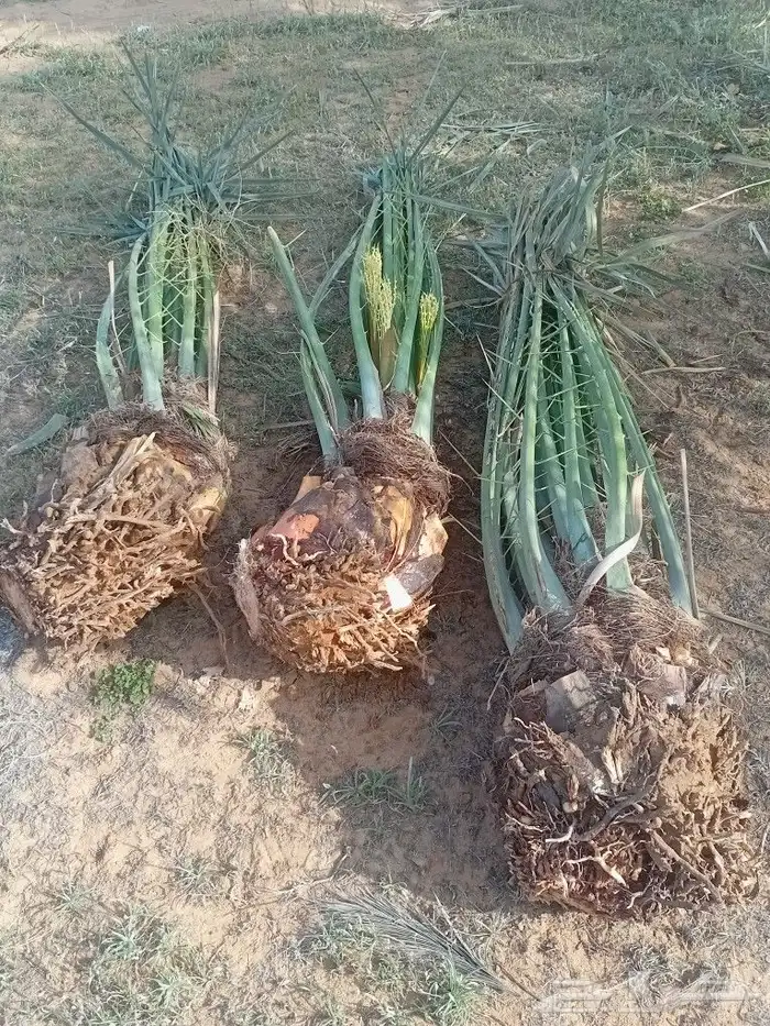 يوجد الدنيا جميع أنواع النخيل 2