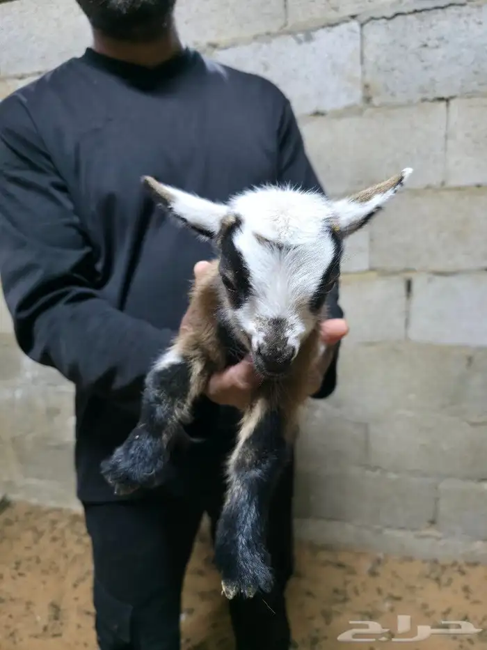 ماعز قزمي او قزم مستويات جميله وألوان مميزة حجم صغير جدا 7