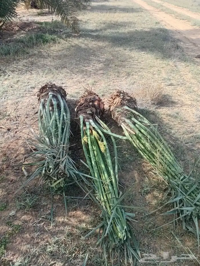 يوجد الدنيا جميع أنواع النخيل 1