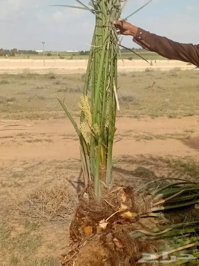 يوجد الدنيا جميع أنواع النخيل 0