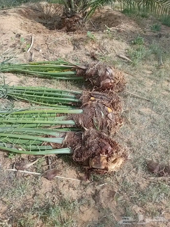 يوجد الدنيا جميع أنواع النخيل 3