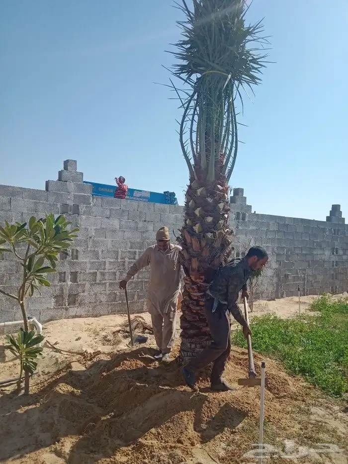 مقاولات عامه شبوك وزراعه نخيل 4