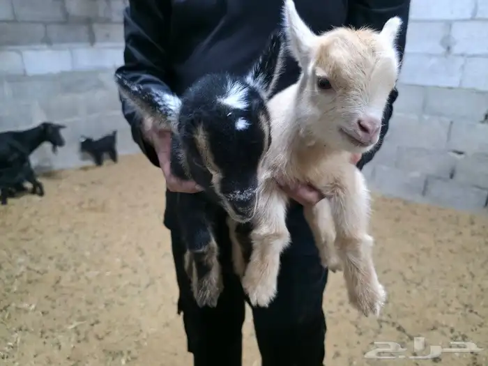 ماعز قزمي او قزم مستويات جميله وألوان مميزة حجم صغير جدا 0