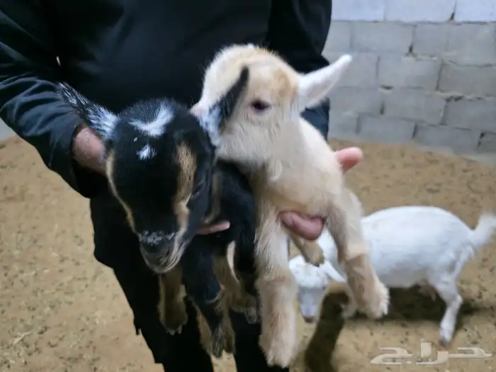 ماعز قزمي او قزم مستويات جميله وألوان مميزة حجم صغير جدا 2