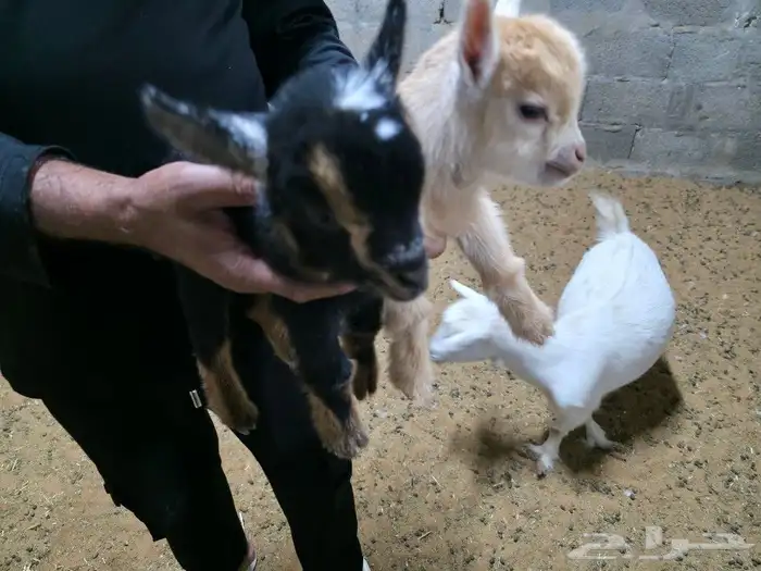 ماعز قزمي او قزم مستويات جميله وألوان مميزة حجم صغير جدا 1