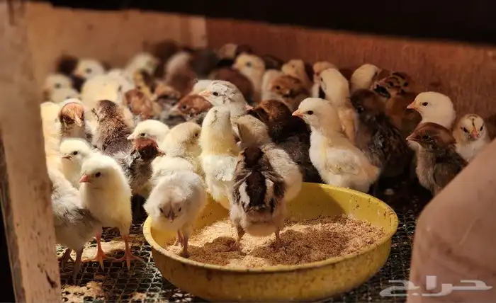 صوص دجاج بلدي وفيومي500جوز 7