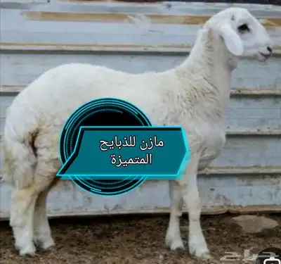 طليان حرية ممتازة وسواكن تربية 2