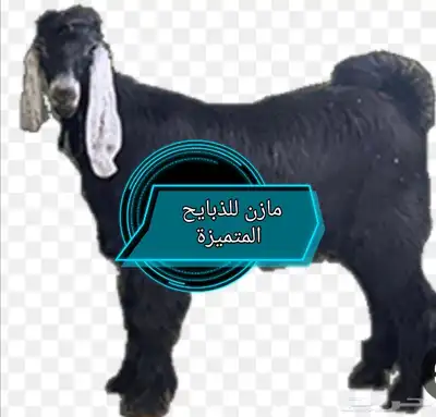 طليان حرية ممتازة وسواكن تربية 1