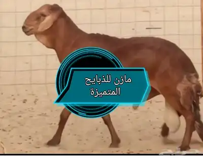 طليان حرية ممتازة وسواكن تربية 0