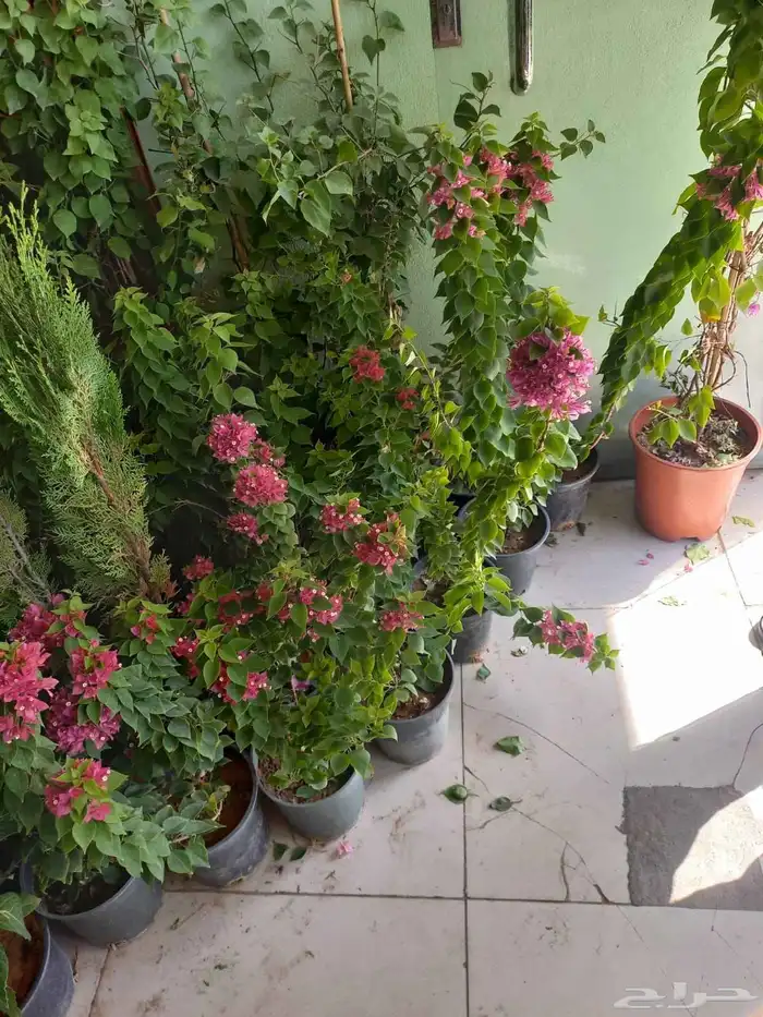 احواض زراعيه وتيل طبيعي 8