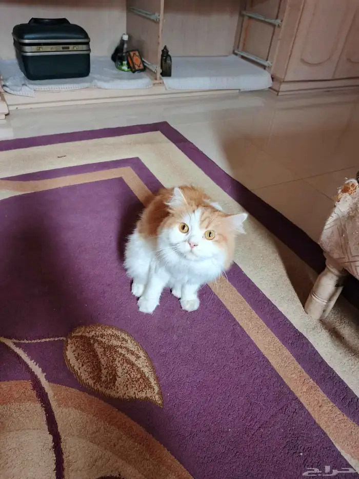 قطه للتبني 1