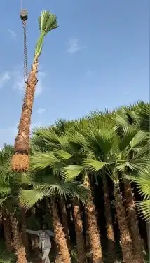 مقاول في توريد وتركيب الشبوك وتوريد وزراعة النخيل 7
