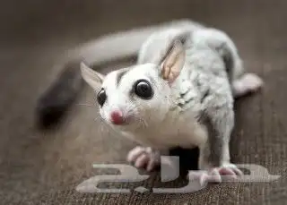 suger glider 0