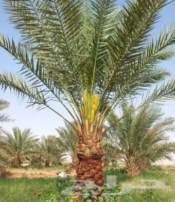 مقاول في توريد وتركيب الشبوك وتوريد وزراعة النخيل 0