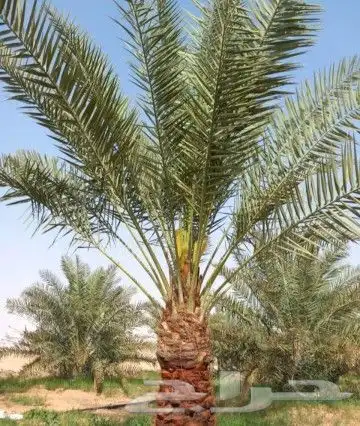 مقاول في توريد وتركيب الشبوك وتوريد وزراعة النخيل 9