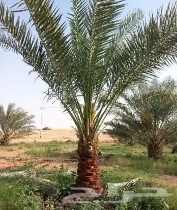 مقاول في توريد وتركيب الشبوك وتوريد وزراعة النخيل 1
