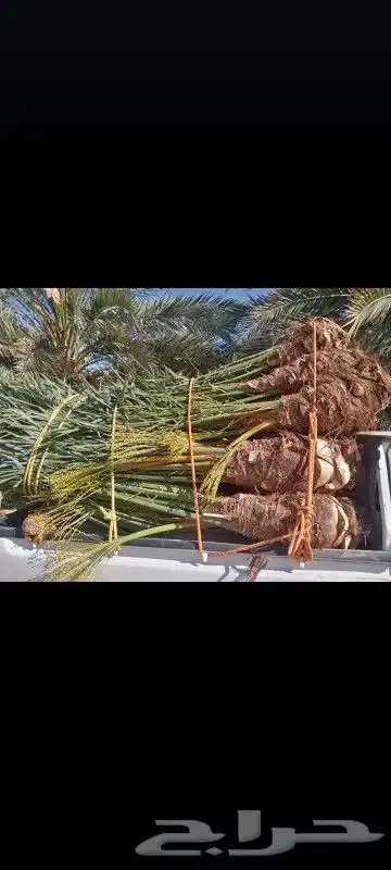 توريد نخيل وتركيب شبوك 1