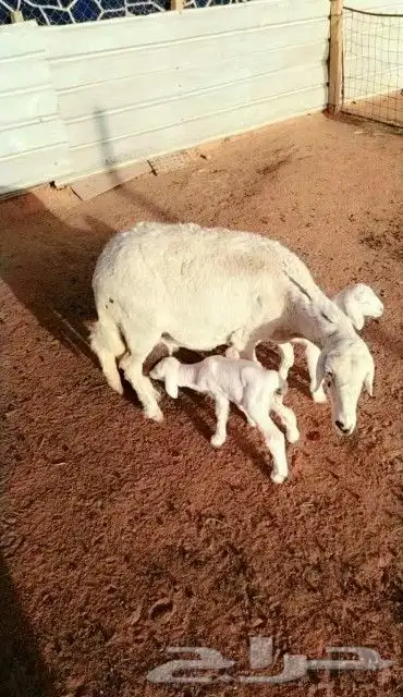 تم البيع رغوث حريه معها توم طلي ورخل 3