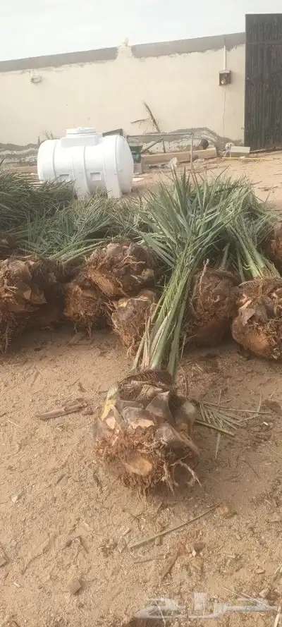 يوجد لدينا جميع انواع انخيل 9