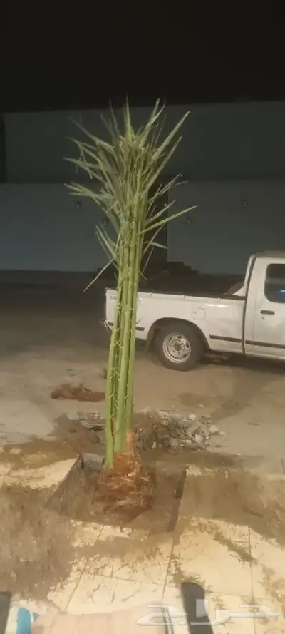 يوجد لدينا جميع انواع انخيل 4