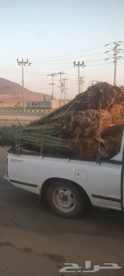 يوجد لدينا جميع انواع انخيل 2
