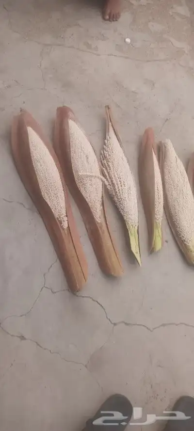 يوجد لدينا جميع انواع انخيل 6