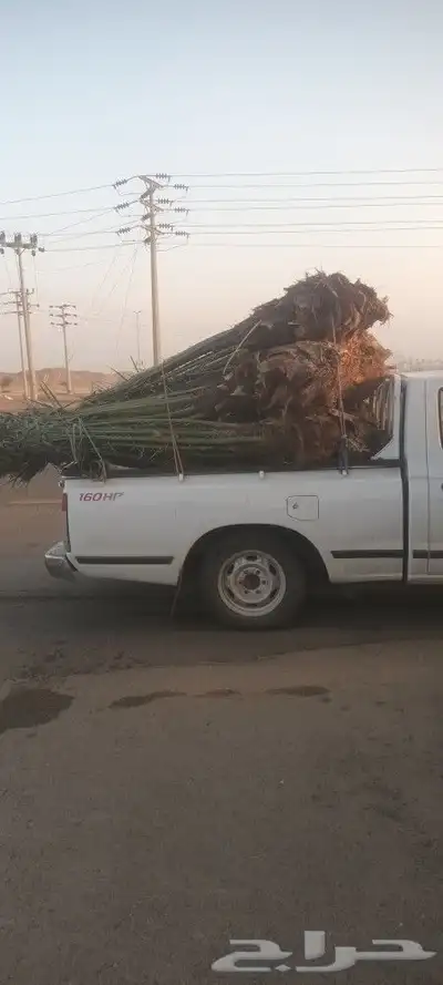 يوجد لدينا جميع انواع انخيل 1