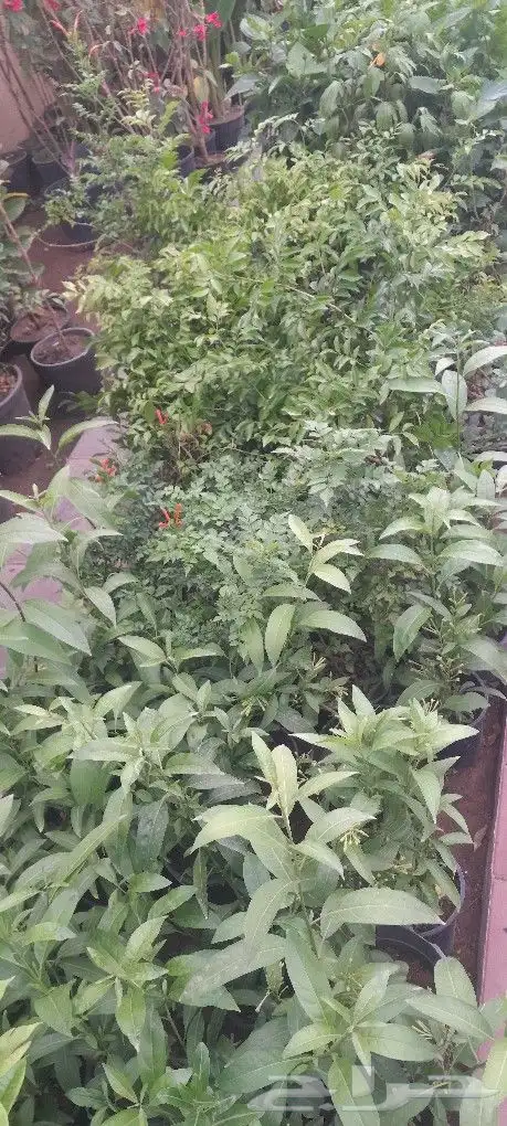 مشتل تنسيق حدائق 8