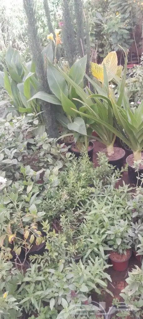 مشتل تنسيق حدائق 7