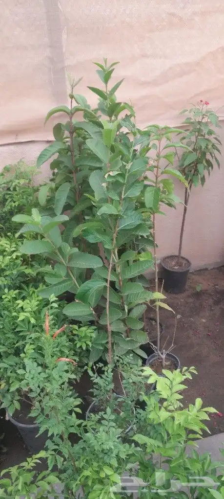مشتل تنسيق حدائق 9