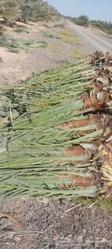 زبائن الكرام السلام عليكم ورحمة الله وبركاته 0