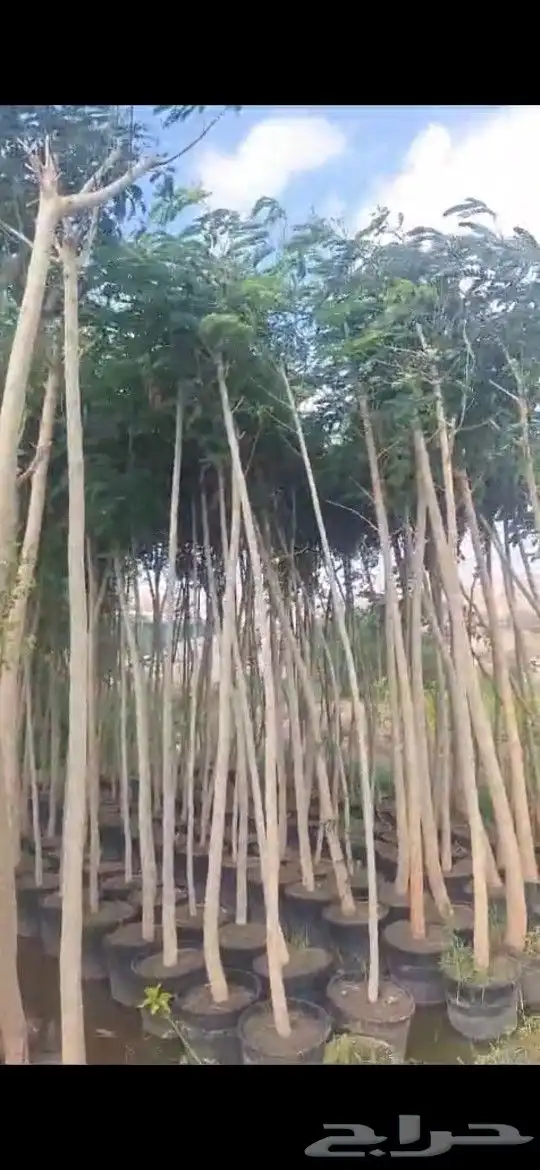 بونسيانا لبخ فيكس كريزيا مفرد ومجوز من بوصة الي اتنين بوصة 1