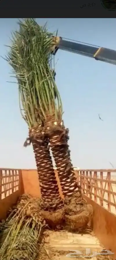 يوجد لدينا جميع انواع انخيل 3