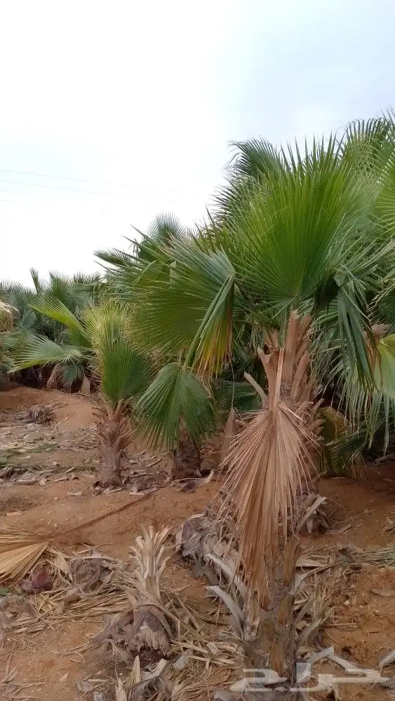 توريد وغرس انخيل بجميع انواعها 2