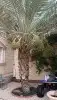مشتل تنسيق حدائق 0