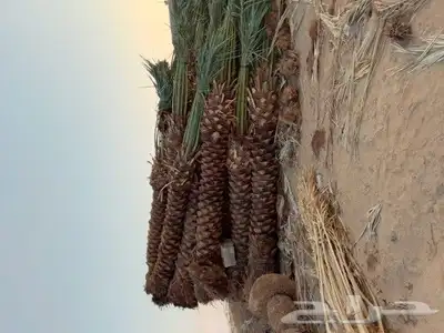 يوجد لدينا جميع انواع انخيل 0